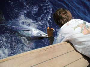blue marlin in narooma