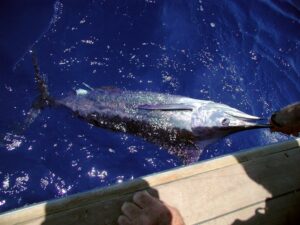 blue marlin in narooma