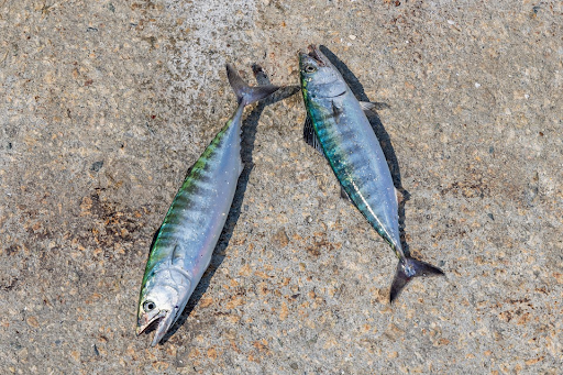 Deep Sea Fishing narooma