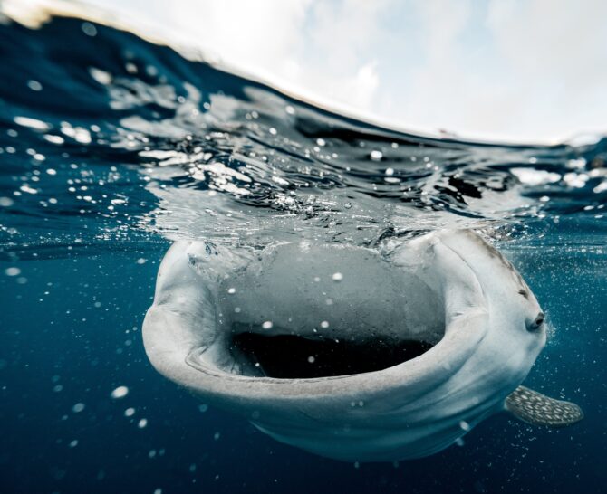 charterfishnarooma-whale-shark