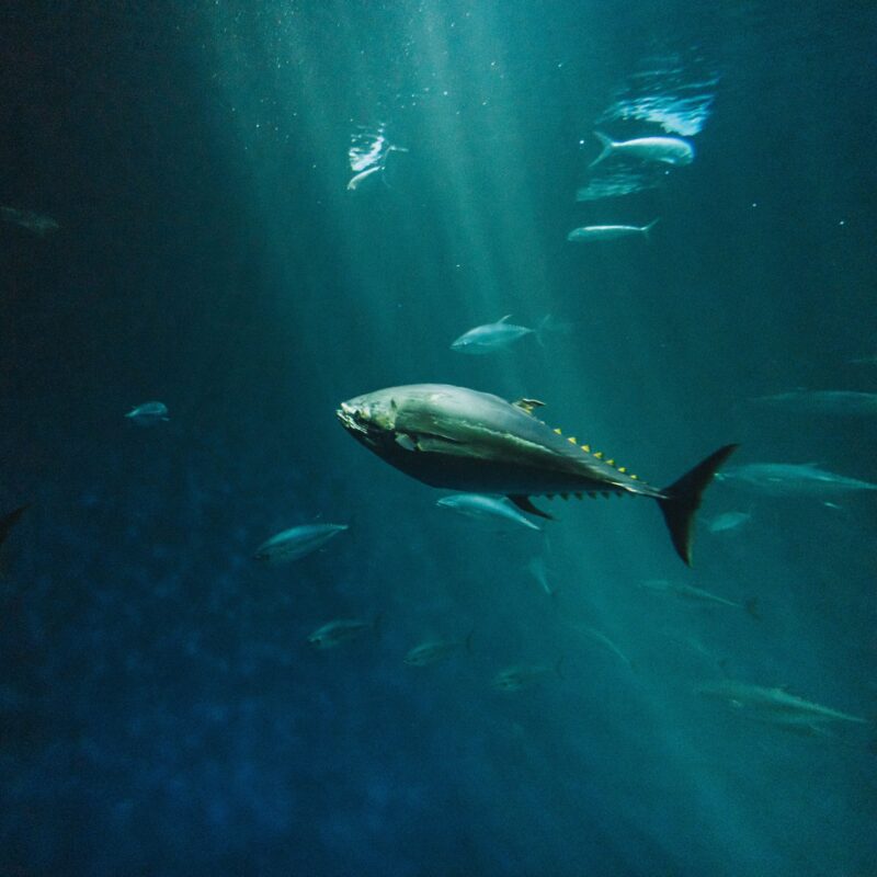 bluefin tuna