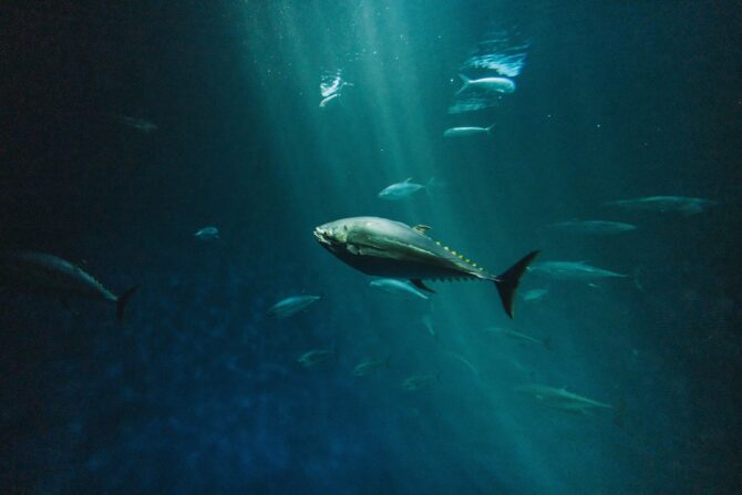 bluefin tuna