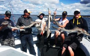 Gummy Sharks narooma