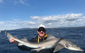 Gummy Sharks narooma