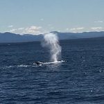 whale spray